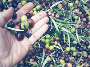 Cata de aceite de oliva