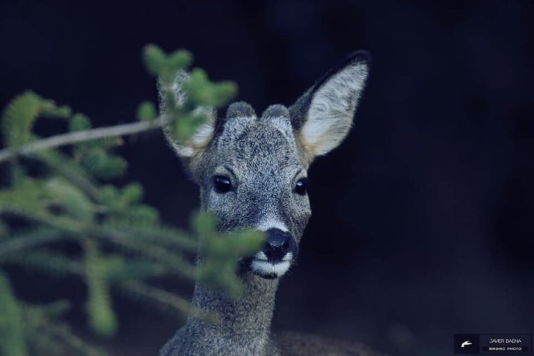 Tours in the countryside of Ronda